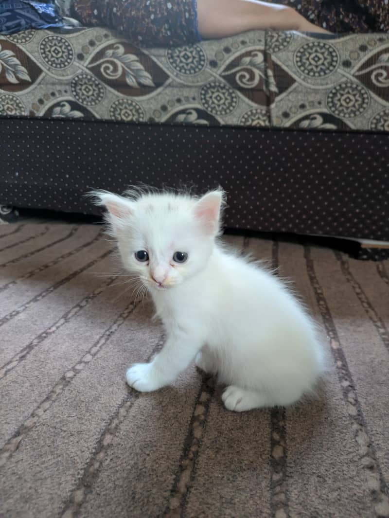 Persian kittens 3