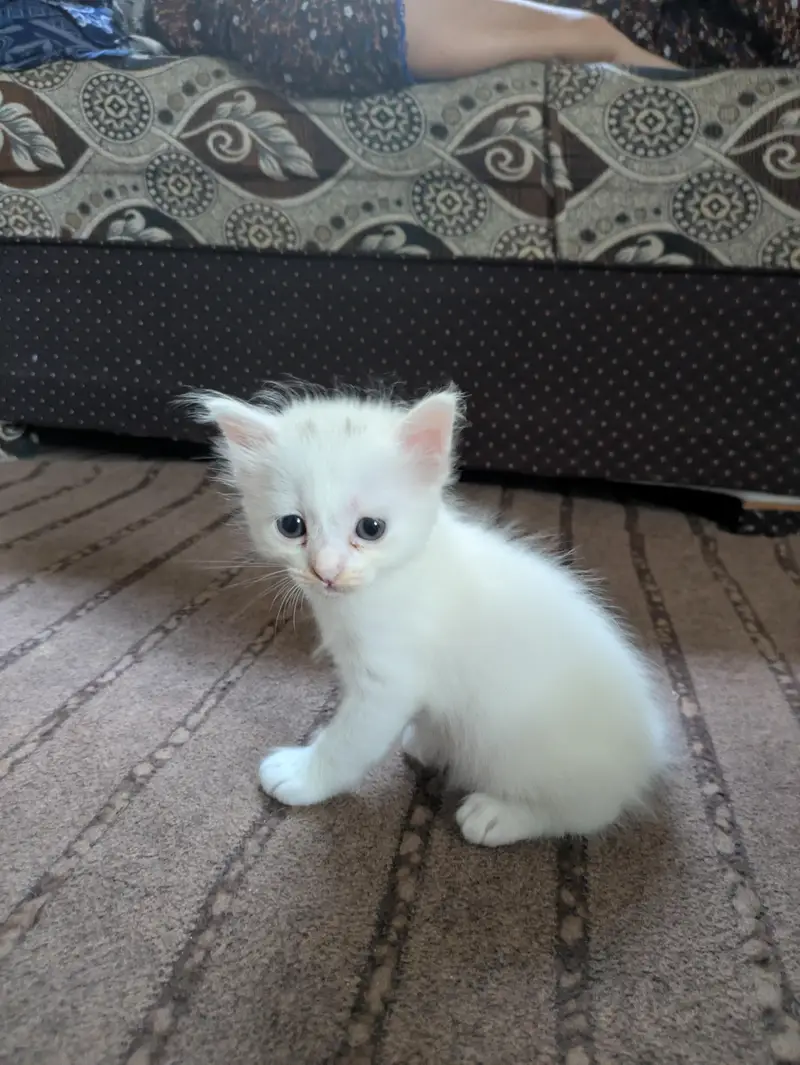 Persian kittens — photo 4