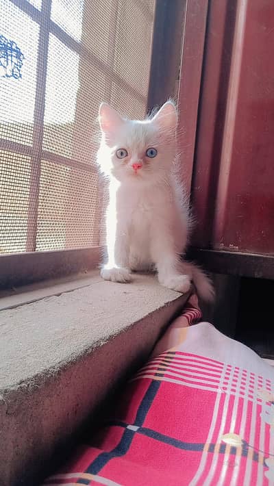 for sale
