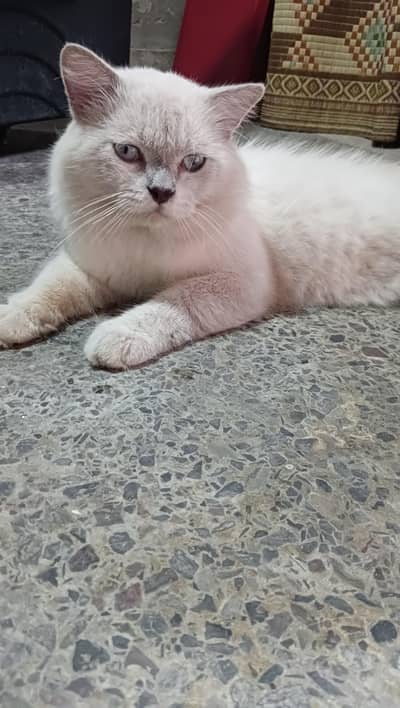 Blue eyes Himalayan male cat