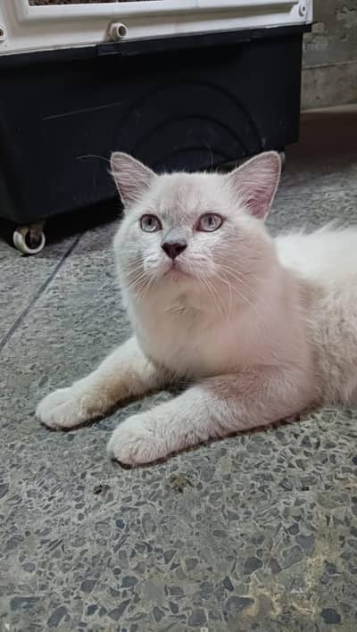 Blue eyes Himalayan male cat