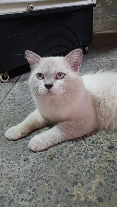 Blue eyes Himalayan male cat