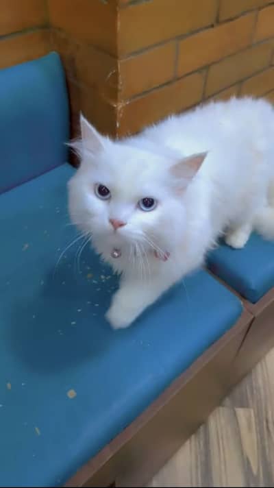 Persion cat pair