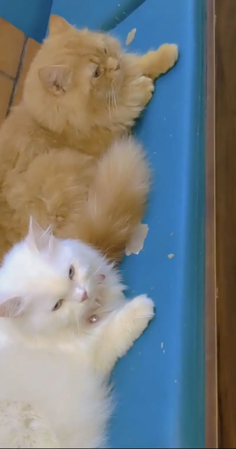 Persion cat pair — photo 2