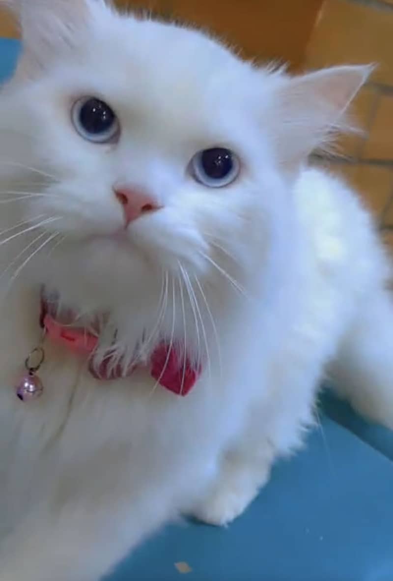 Persion cat pair 2