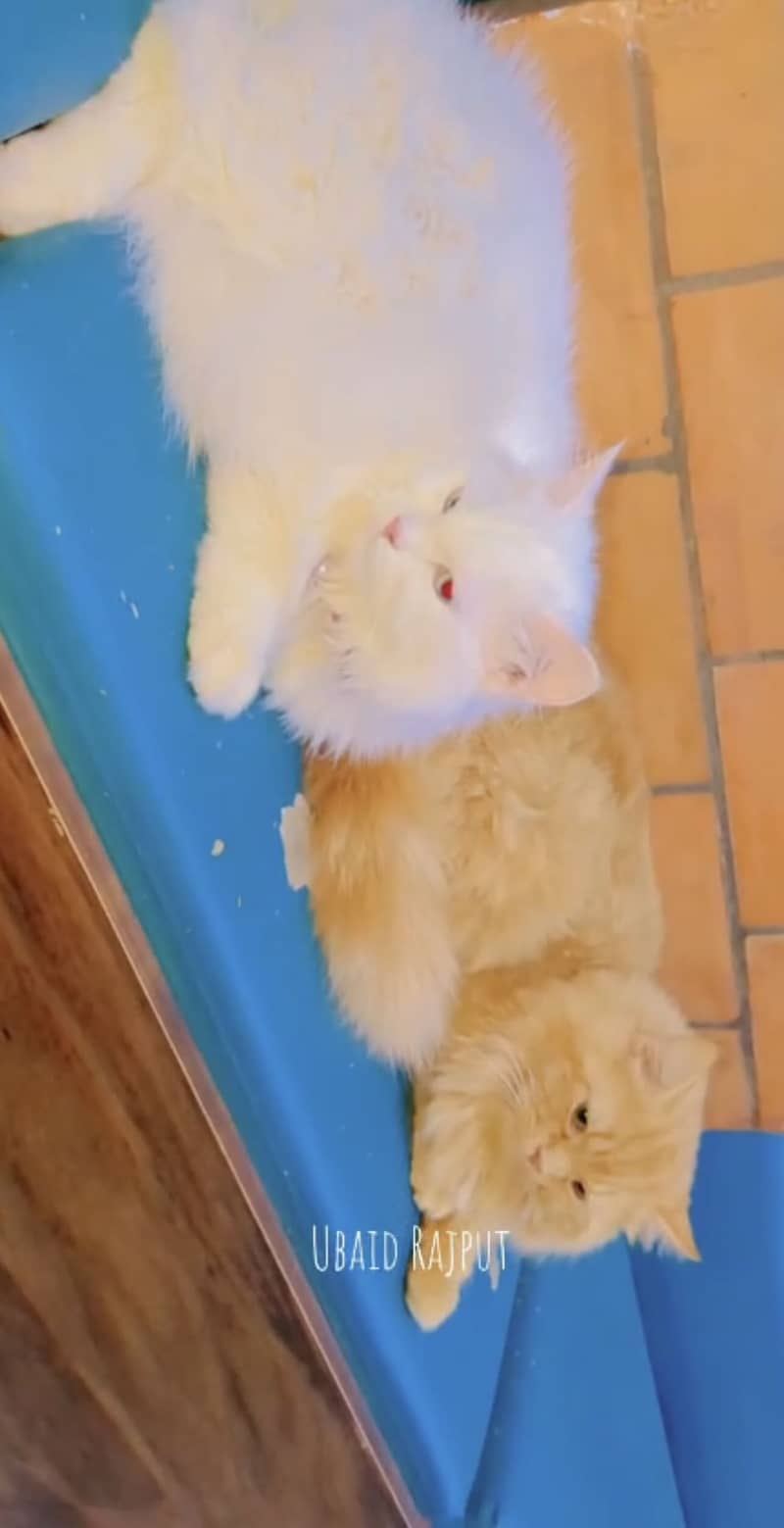 Persion cat pair 3