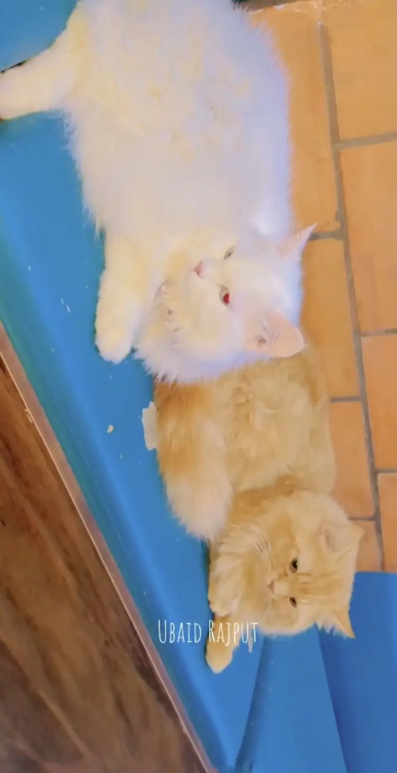 Persion cat pair — photo 4