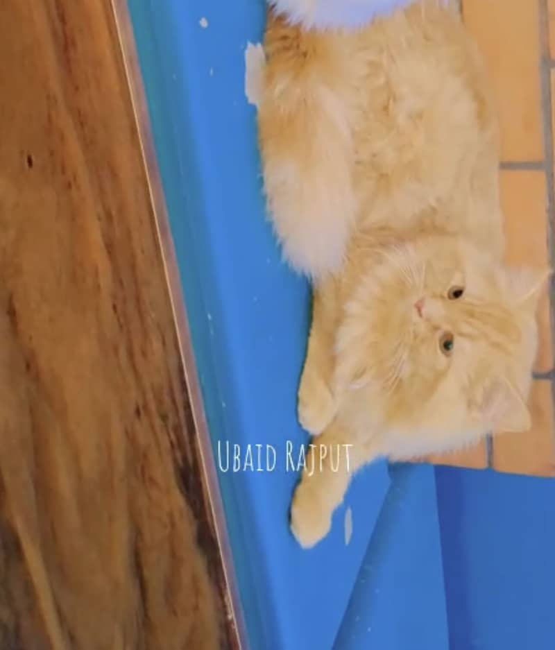 Persion cat pair 4