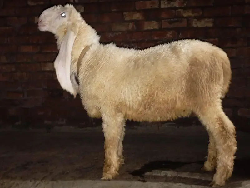 Mashallah kajla bacha or kajli female