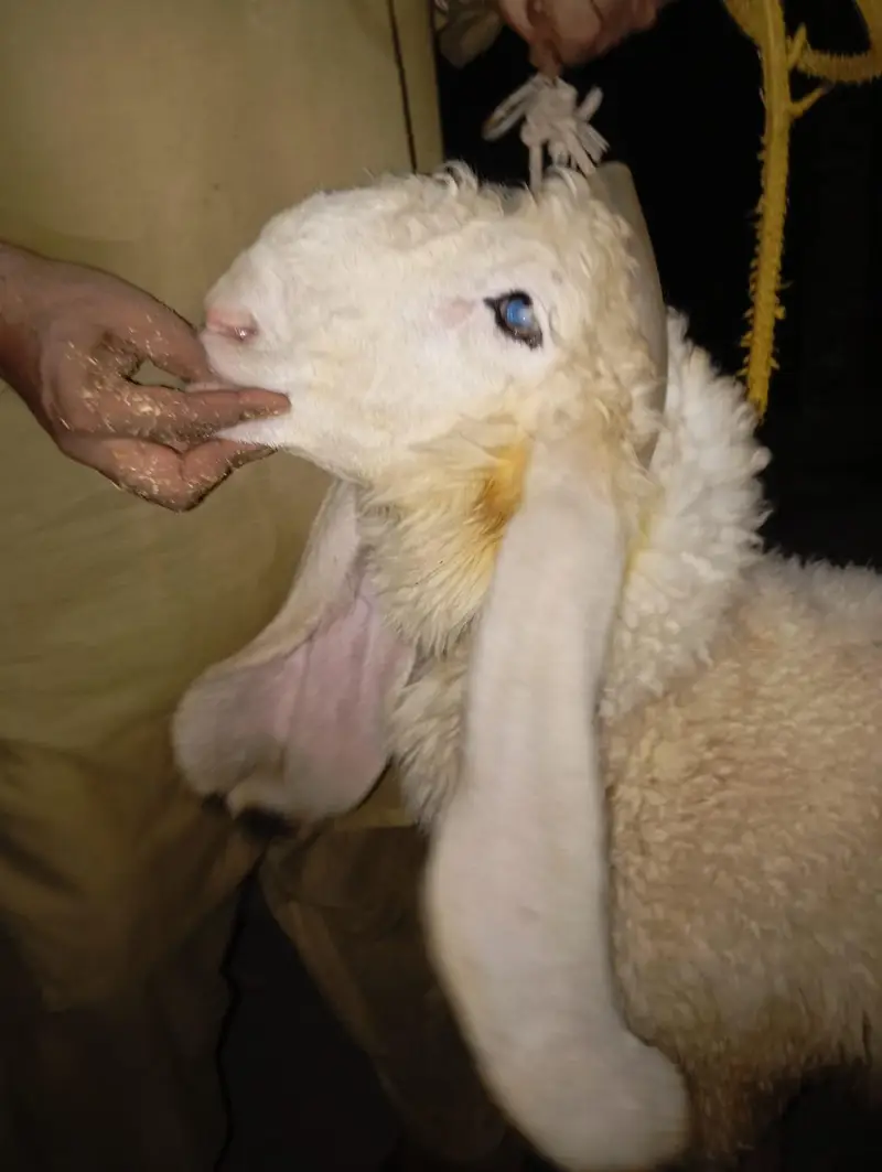 Mashallah kajla bacha or kajli female — photo 4