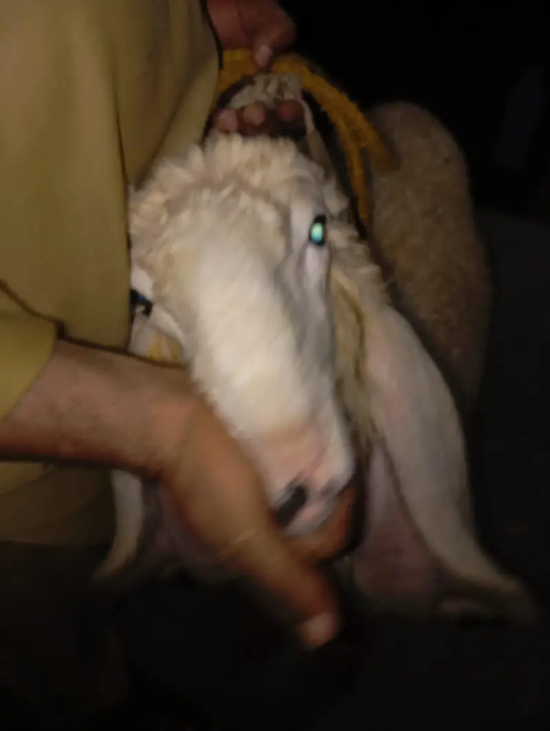 Mashallah kajla bacha or kajli female — photo 5