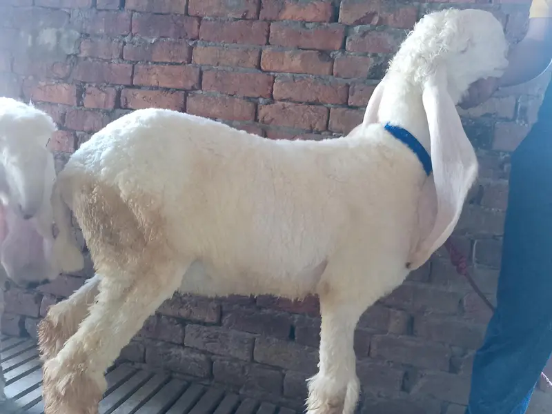 Mashallah kajla bacha or kajli female — photo 8