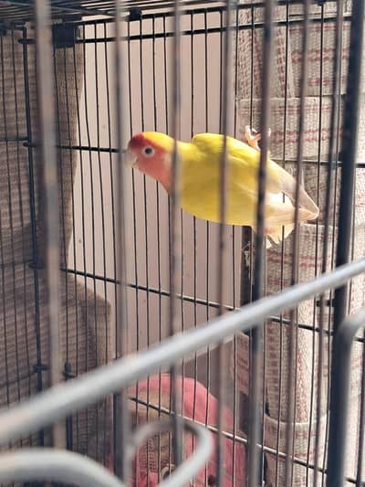 fisher parrot