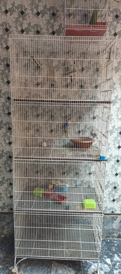 cage or parrot pair or love birds pair sirf 22000 ma urgent sale