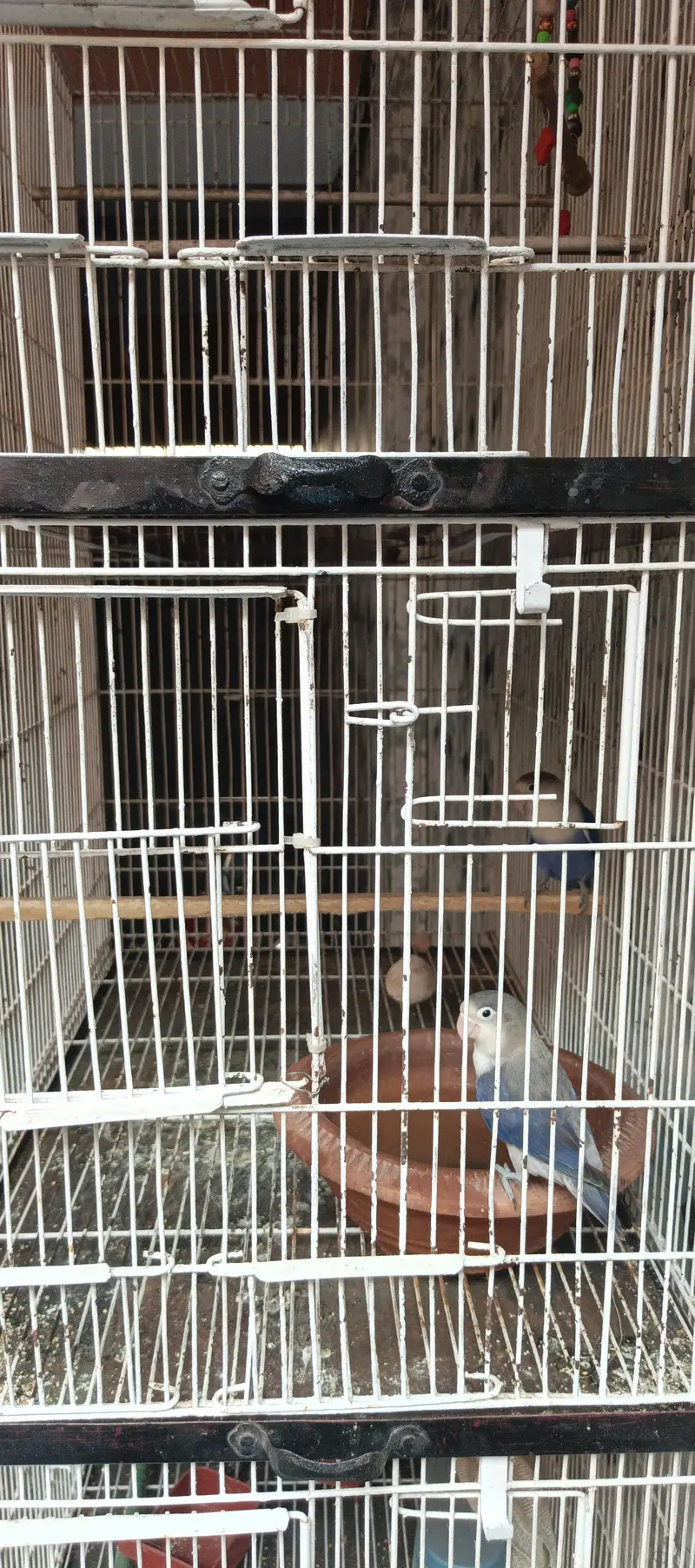 cage or parrot pair or love birds pair sirf 22000 ma urgent sale — photo 2