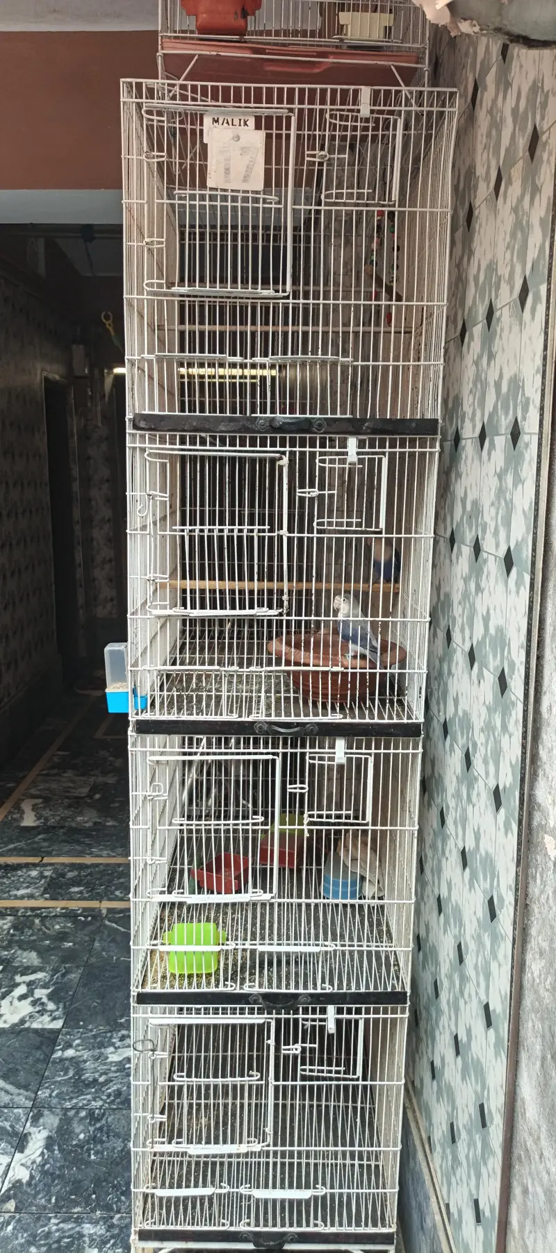 cage or parrot pair or love birds pair sirf 22000 ma urgent sale — photo 3