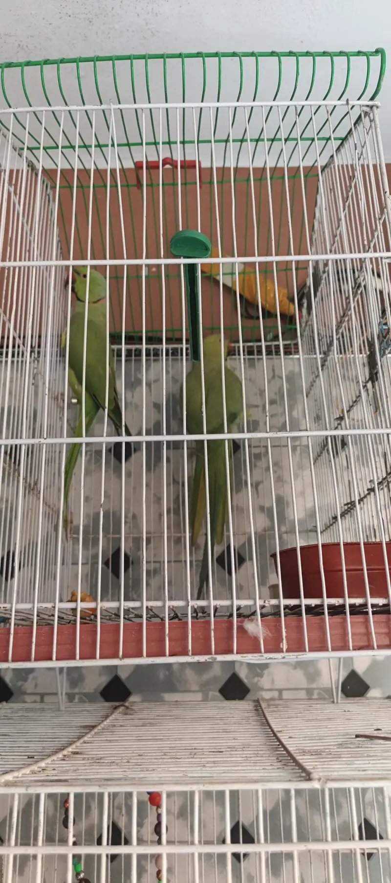 cage or parrot pair or love birds pair sirf 22000 ma urgent sale — photo 4