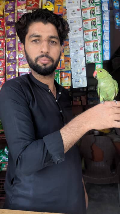 ringneck for sale (mithu)