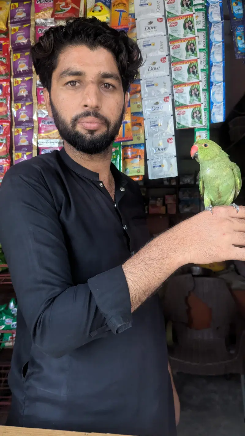 ringneck for sale (mithu)