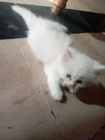 Persian cat