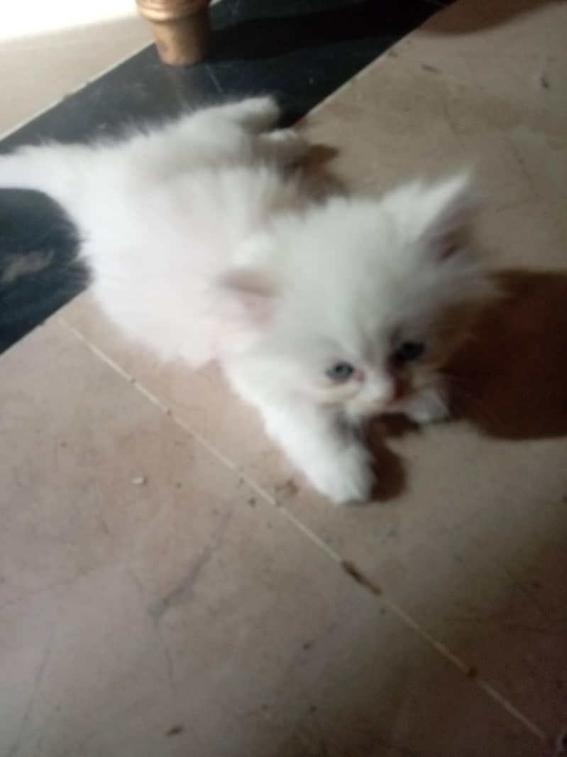 Persian cat 1