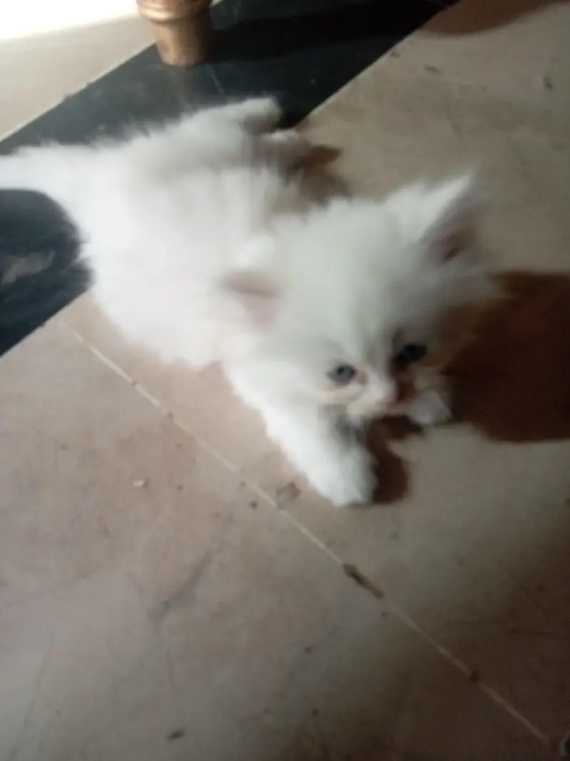 Persian cat — photo 2