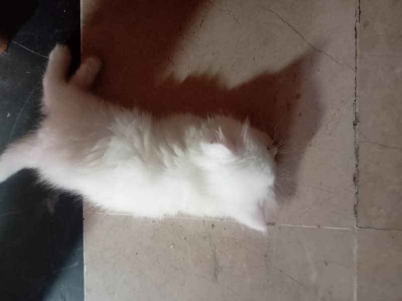 Persian cat 2