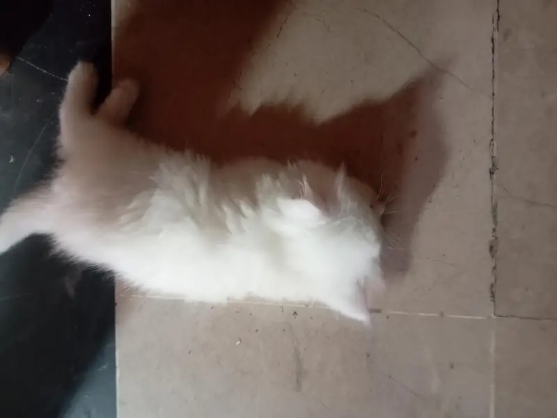 Persian cat — photo 3