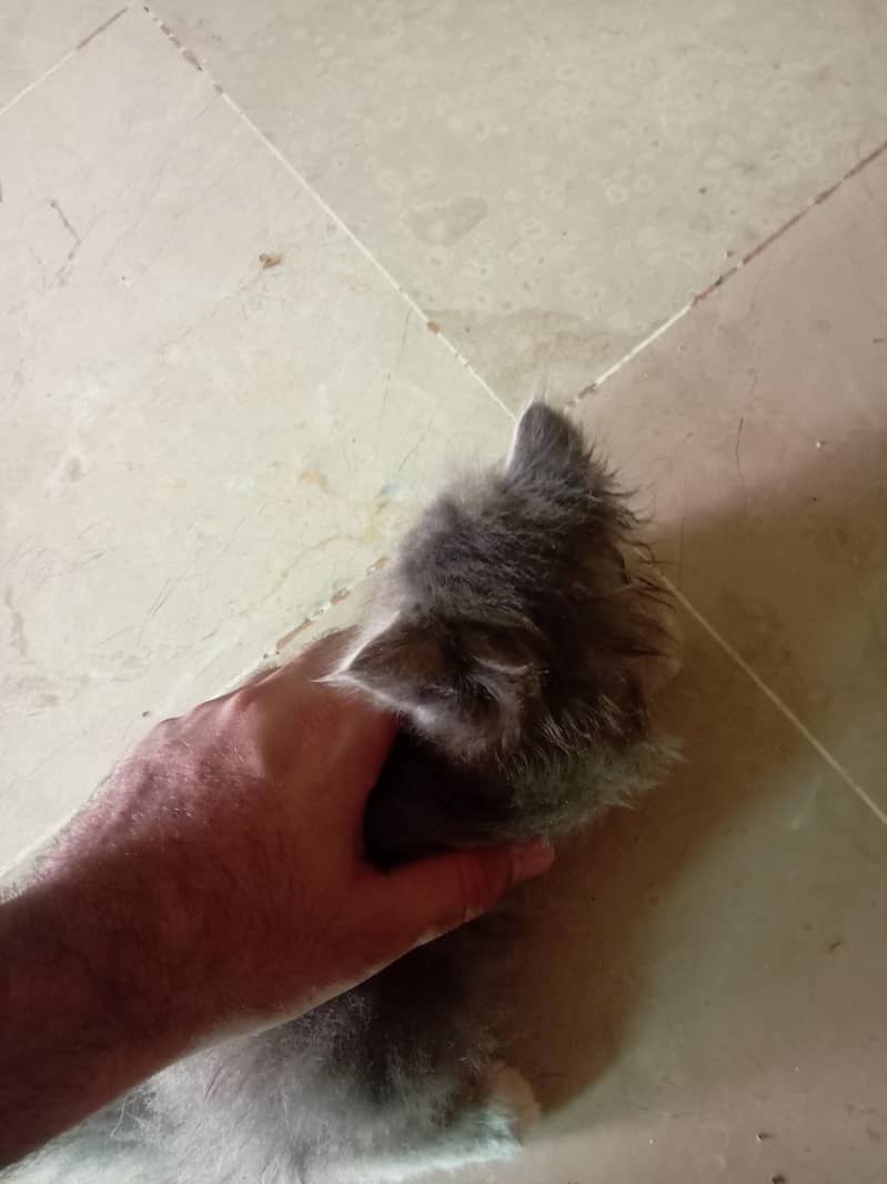 Persian cat 3