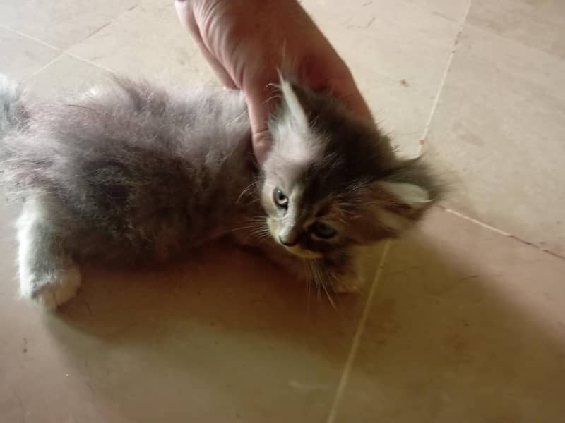 Persian cat 4