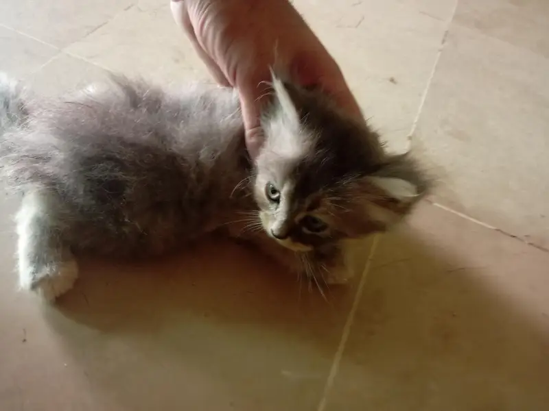 Persian cat — photo 5