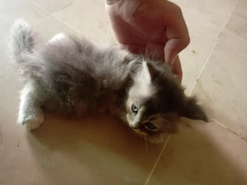 Persian cat — photo 6