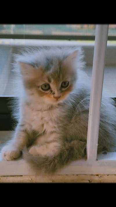 1.5 months old male kitten