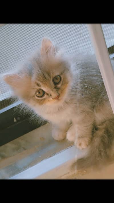 1.5 months old male kitten