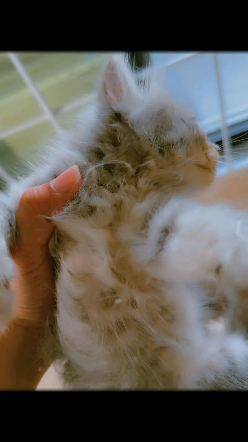 1.5 months old male kitten — photo 4