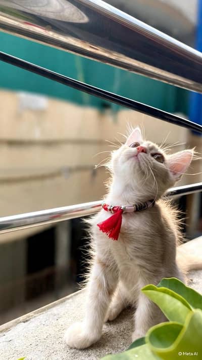 cute persian kitten for sale