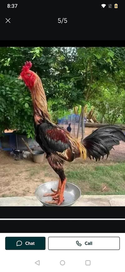 thai burmi pakoya chick