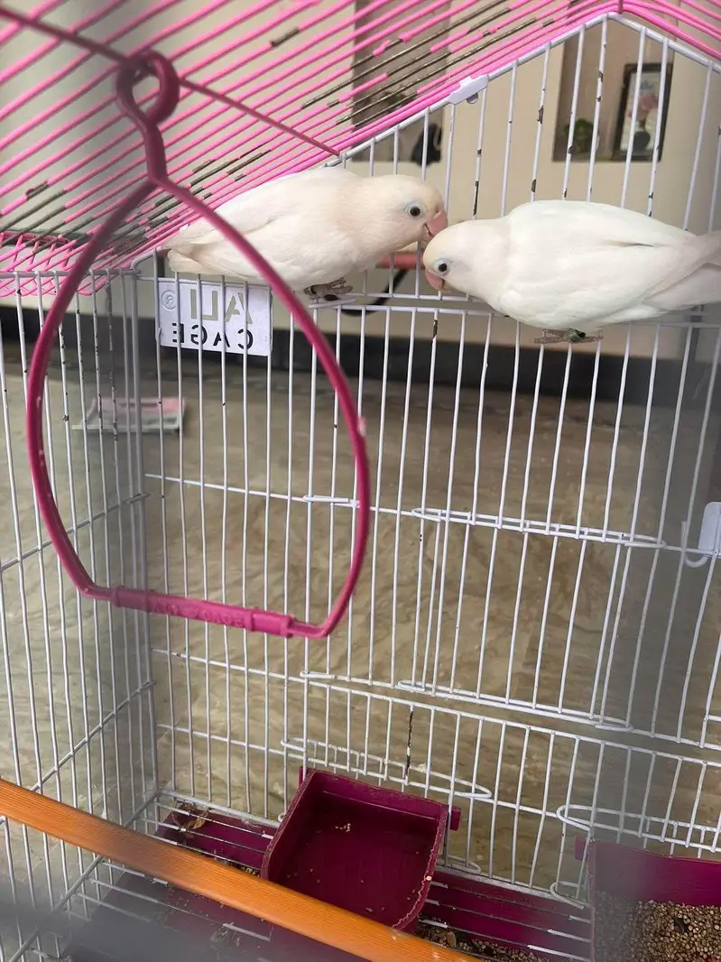lovebirds parrots