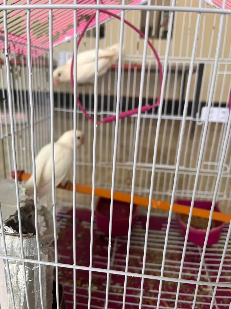 lovebirds parrots — photo 2