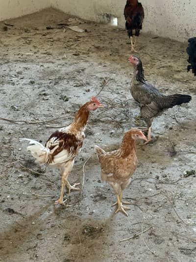 Male female available