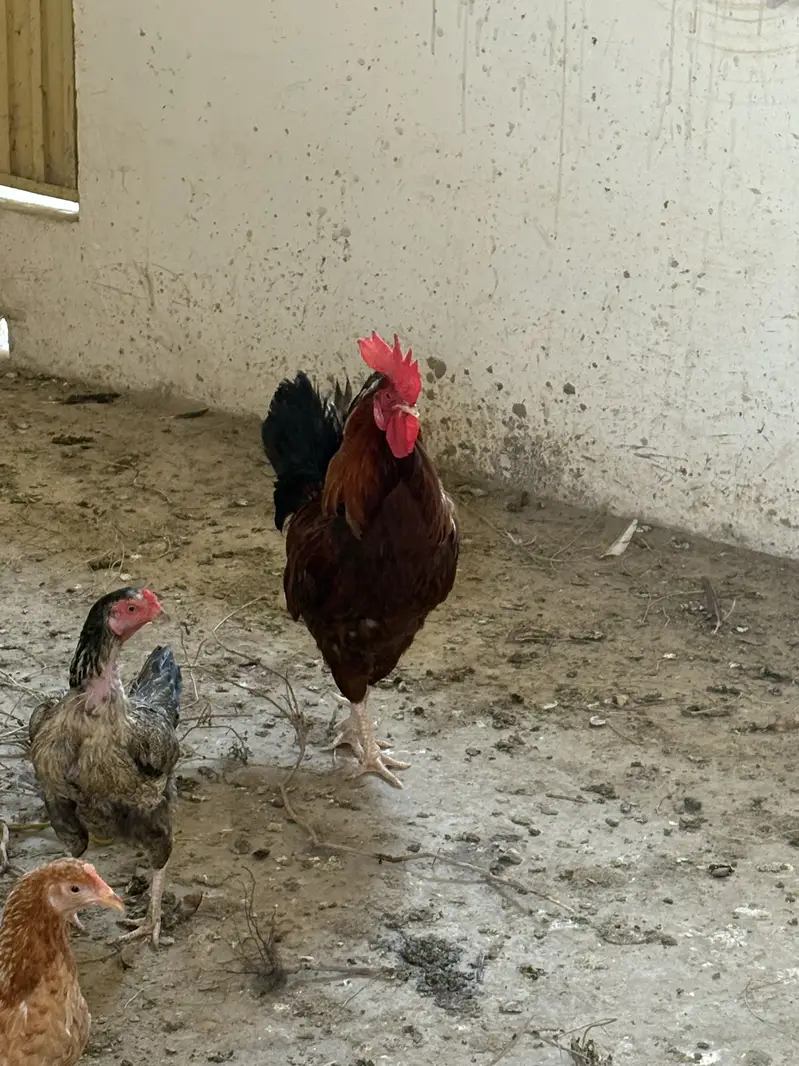 Male female available — photo 2