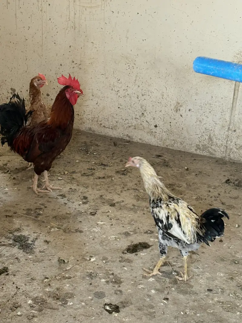 Male female available — photo 3