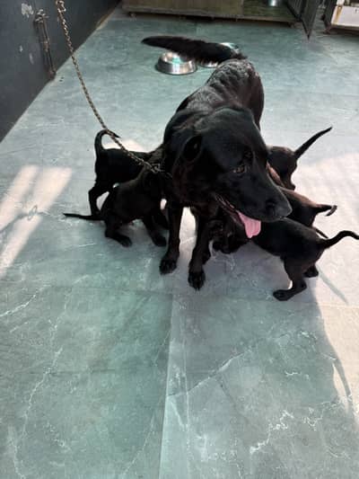 Puppies