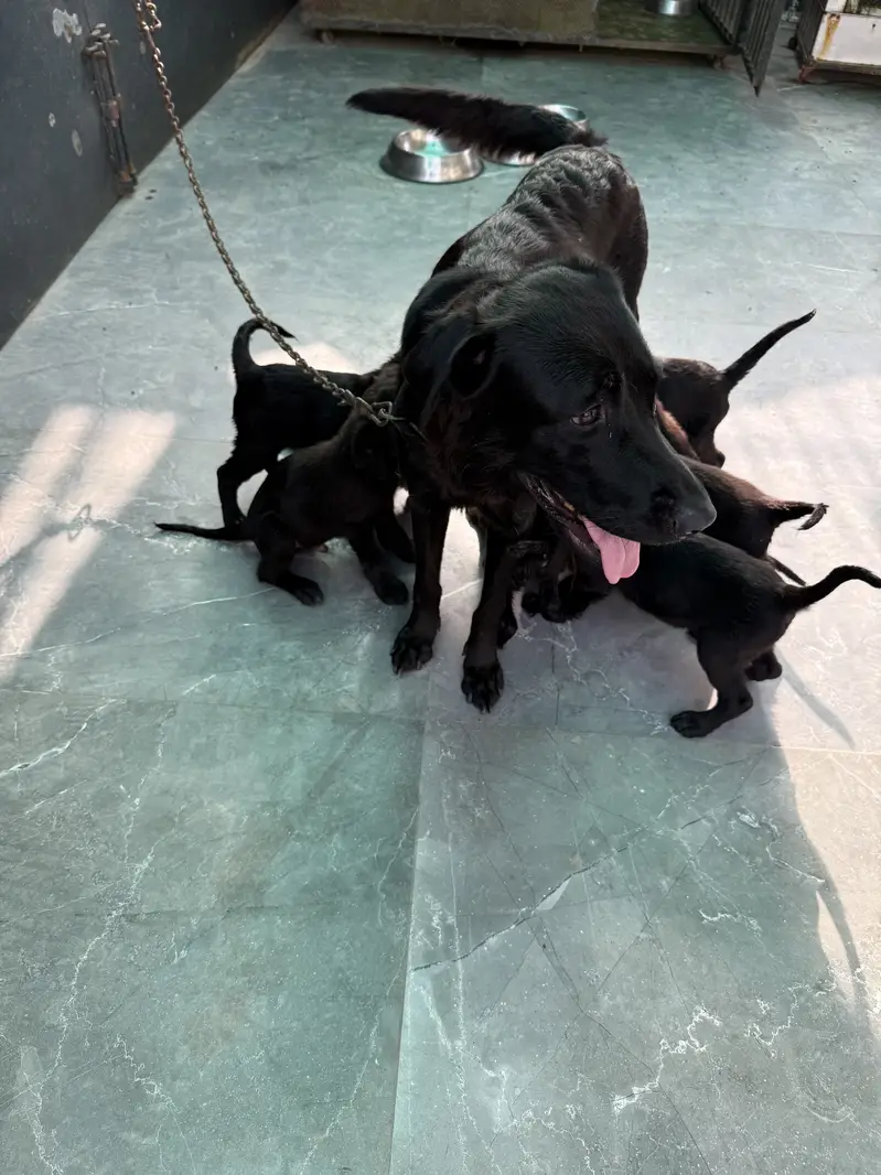 Puppies