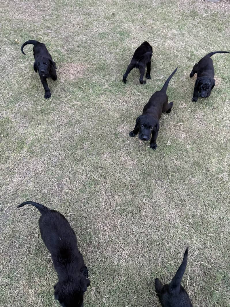 Puppies 1