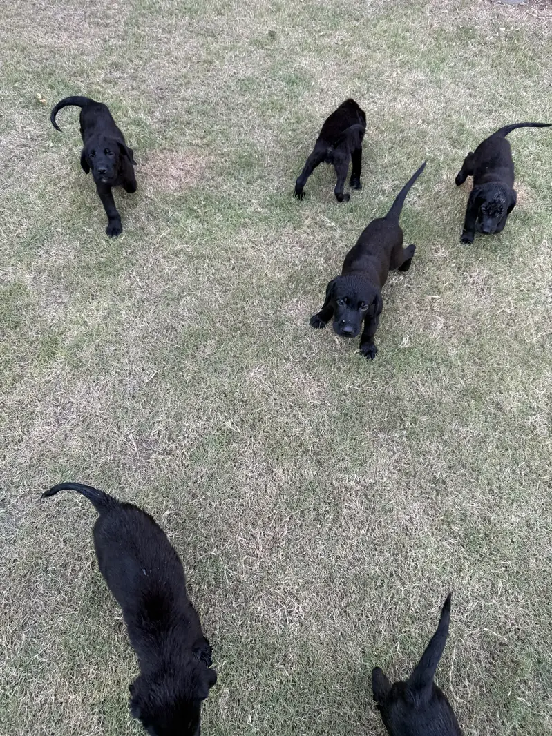 Puppies — photo 2