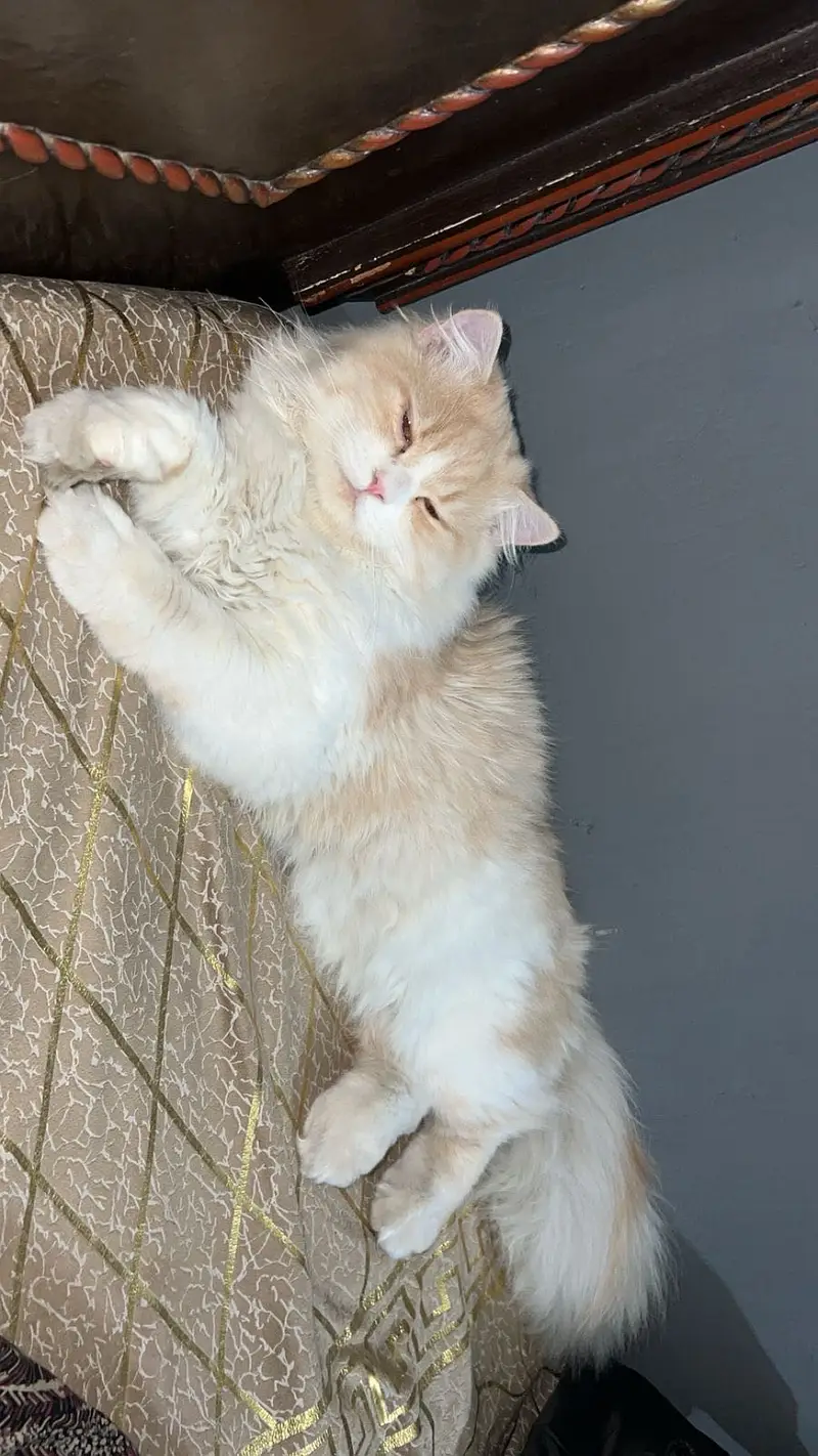Adult male