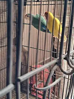 fisher parrot — photo 2