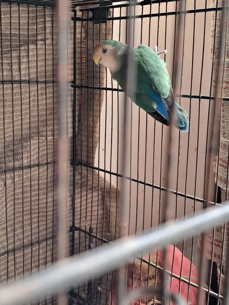 fisher parrot — photo 3