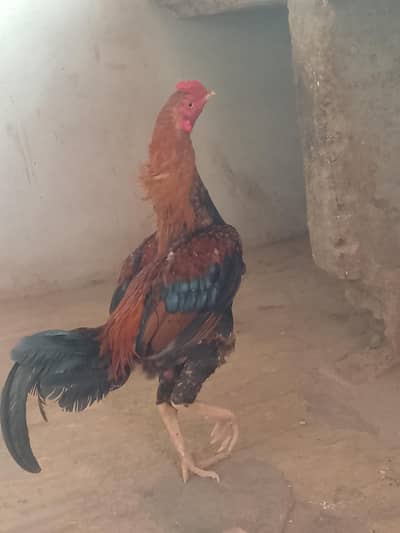 fancy miawali murga